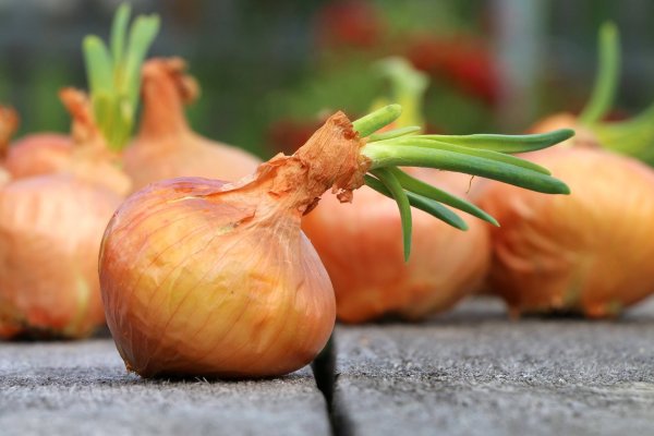 Onion сайт кракен